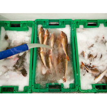 On borad use Slurry Ice Machine for fish preservation